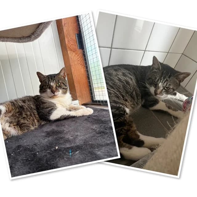 Axl, male 4yo European Shorthair for adoption at Stichting Dierentehuis Vijfheerenlanden, LC Leerdam