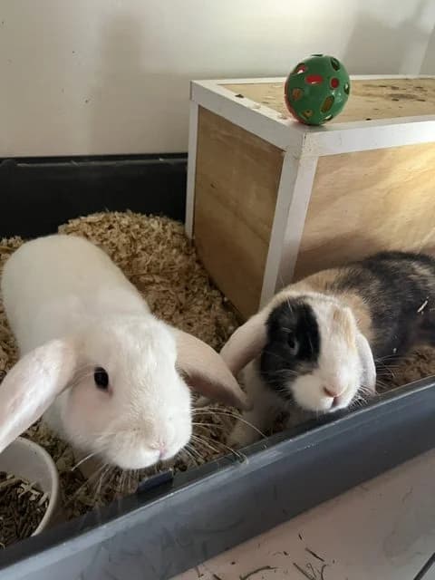 Barbie en Skipper, female young mixed breed for adoption at Stichting Dierentehuis Vijfheerenlanden, LC Leerdam