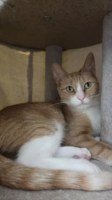 Blaze, female young European Shorthair for adoption at Stichting Dierentehuis Vijfheerenlanden, LC Leerdam