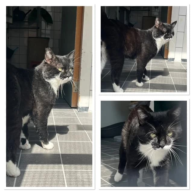 Ciro (Fiv-Positief), male 4yo European Shorthair for adoption at Stichting Dierentehuis Vijfheerenlanden, LC Leerdam