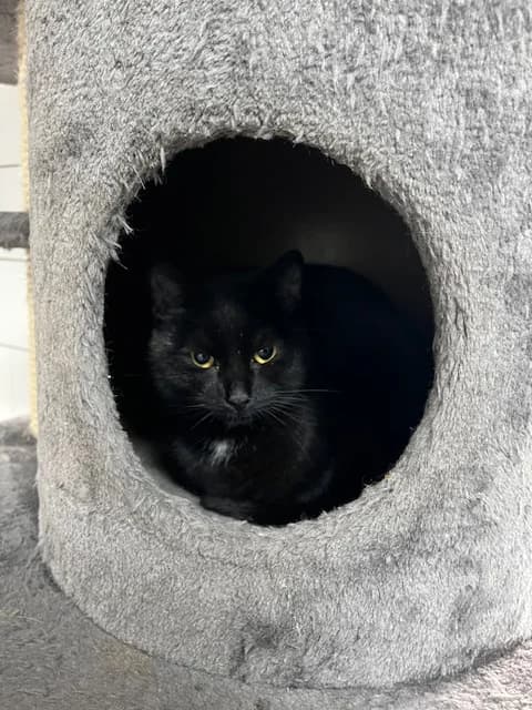 Cloudy, male 4yo Mixed Breed for adoption at Stichting Dierentehuis Vijfheerenlanden, LC Leerdam