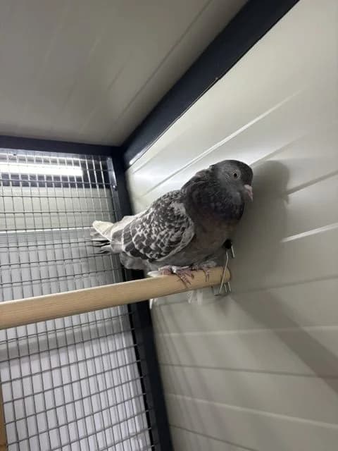 Duif, young mixed breed for adoption at Stichting Dierentehuis Vijfheerenlanden, LC Leerdam