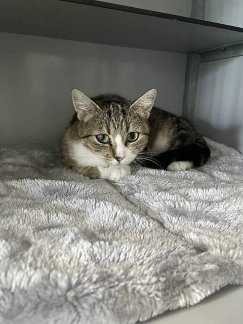 Eclair, female 4yo European Shorthair for adoption at Stichting Dierentehuis Vijfheerenlanden, LC Leerdam