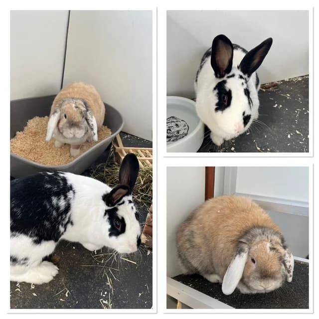 Jip en Turbo, Mixed Breed for adoption at Stichting Dierentehuis Vijfheerenlanden, LC Leerdam