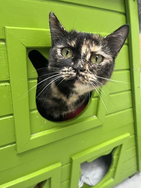 Luna, female 4yo European Shorthair for adoption at Stichting Dierentehuis Vijfheerenlanden, LC Leerdam