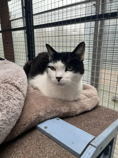 Luther, male senior European Shorthair for adoption at Stichting Dierentehuis Vijfheerenlanden, LC Leerdam