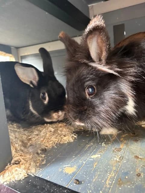 Mickey en Mackey, Zwart wit en zwart bruin 4yo Mixed Breed for adoption at Stichting Dierentehuis Vijfheerenlanden, LC Leerdam
