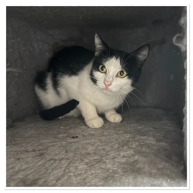 Milka, female 4yo European Shorthair for adoption at Stichting Dierentehuis Vijfheerenlanden, LC Leerdam