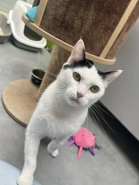 Noxy, female 4yo European Shorthair for adoption at Stichting Dierentehuis Vijfheerenlanden, LC Leerdam
