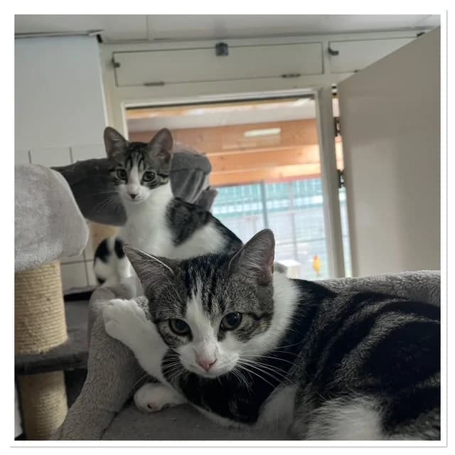Noxy 3 en 4, female young European Shorthair for adoption at Stichting Dierentehuis Vijfheerenlanden, LC Leerdam