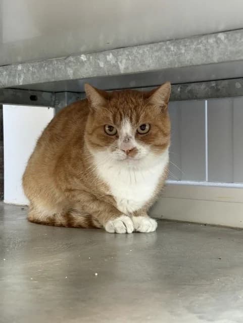 Patrick, male 4yo European Shorthair for adoption at Stichting Dierentehuis Vijfheerenlanden, LC Leerdam