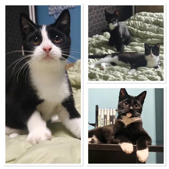Per en Roxette, female young European Shorthair for adoption at Stichting Dierentehuis Vijfheerenlanden, LC Leerdam
