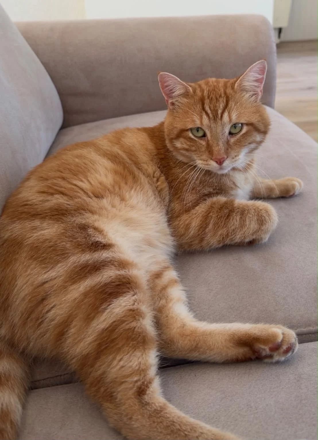 Rommert (FIV-POSITIEF), male 4yo European Shorthair for adoption at Stichting Dierentehuis Vijfheerenlanden, LC Leerdam