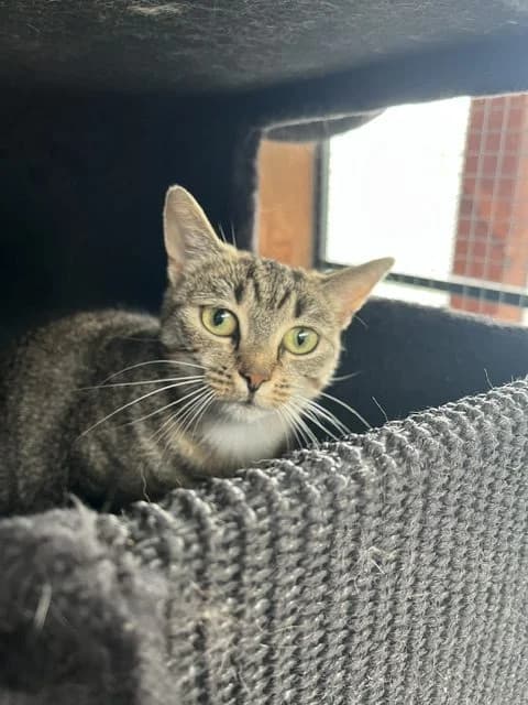 Sun, female young European Shorthair for adoption at Stichting Dierentehuis Vijfheerenlanden, LC Leerdam