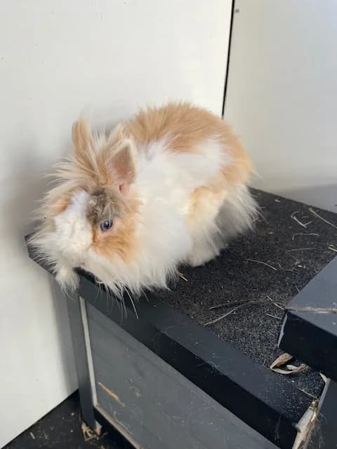 Valerie, goud female mixed breed for adoption at Stichting Dierentehuis Vijfheerenlanden, LC Leerdam