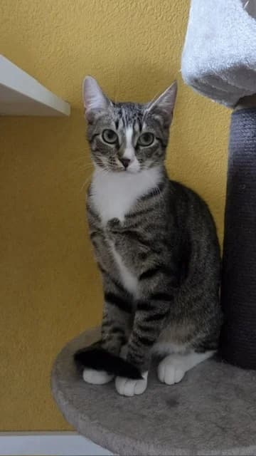 Wiep en Whiskers, female 4yo European Shorthair for adoption at Stichting Dierentehuis Vijfheerenlanden, LC Leerdam