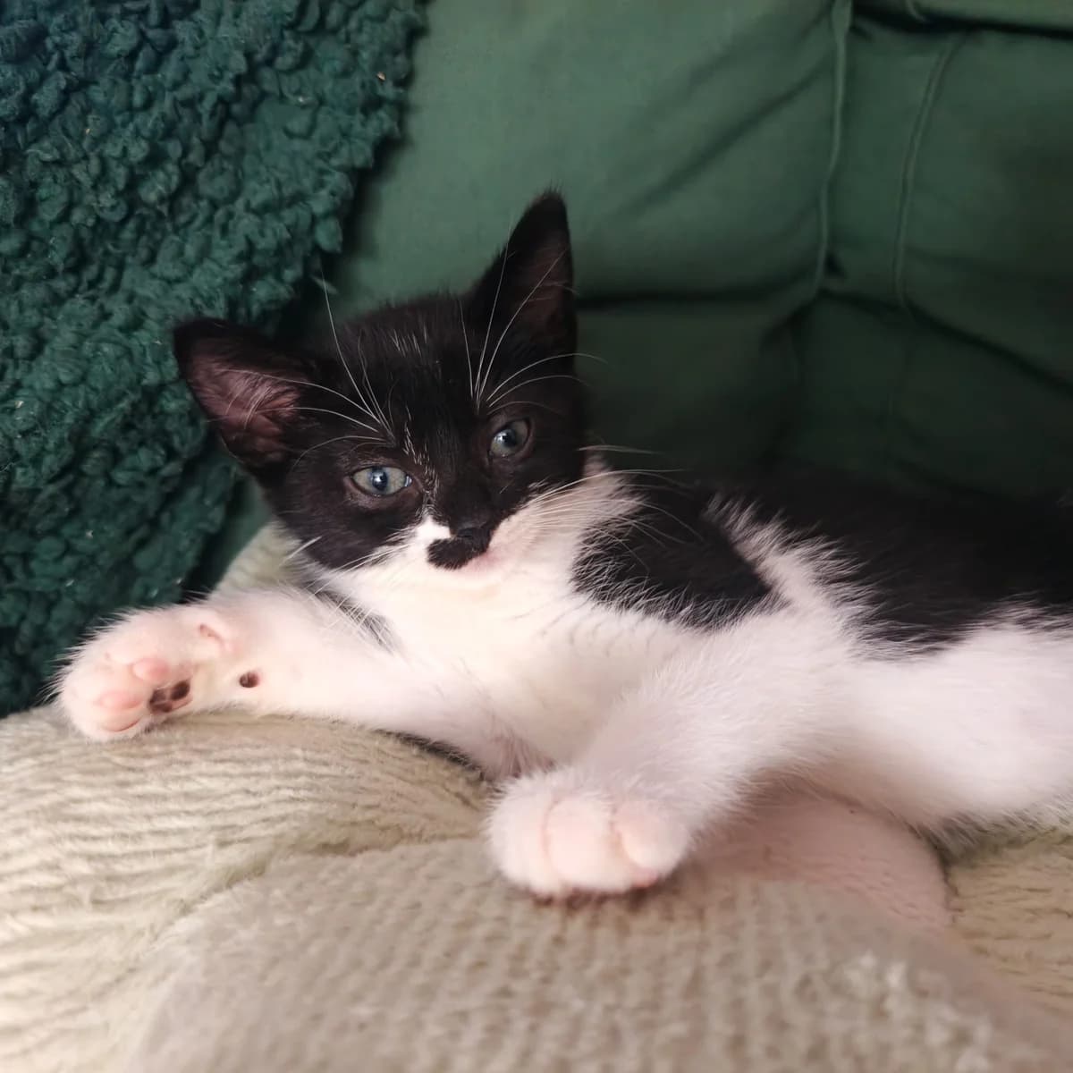 Zack, male young European Shorthair for adoption at Stichting Dierentehuis Vijfheerenlanden, LC Leerdam