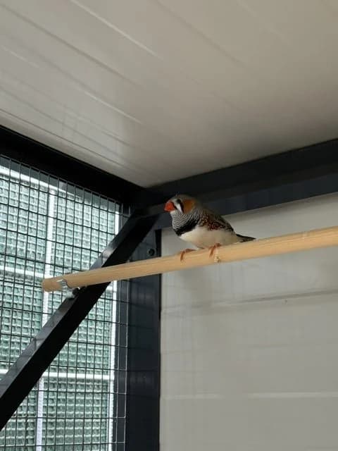 Zebravink, young mixed breed for adoption at Stichting Dierentehuis Vijfheerenlanden, LC Leerdam