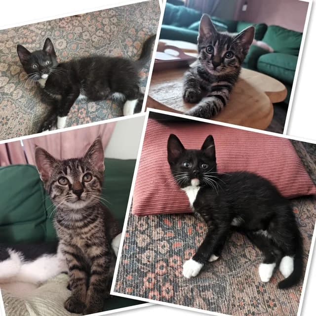 Zion (cyper) &, male young European Shorthair for adoption at Stichting Dierentehuis Vijfheerenlanden, LC Leerdam