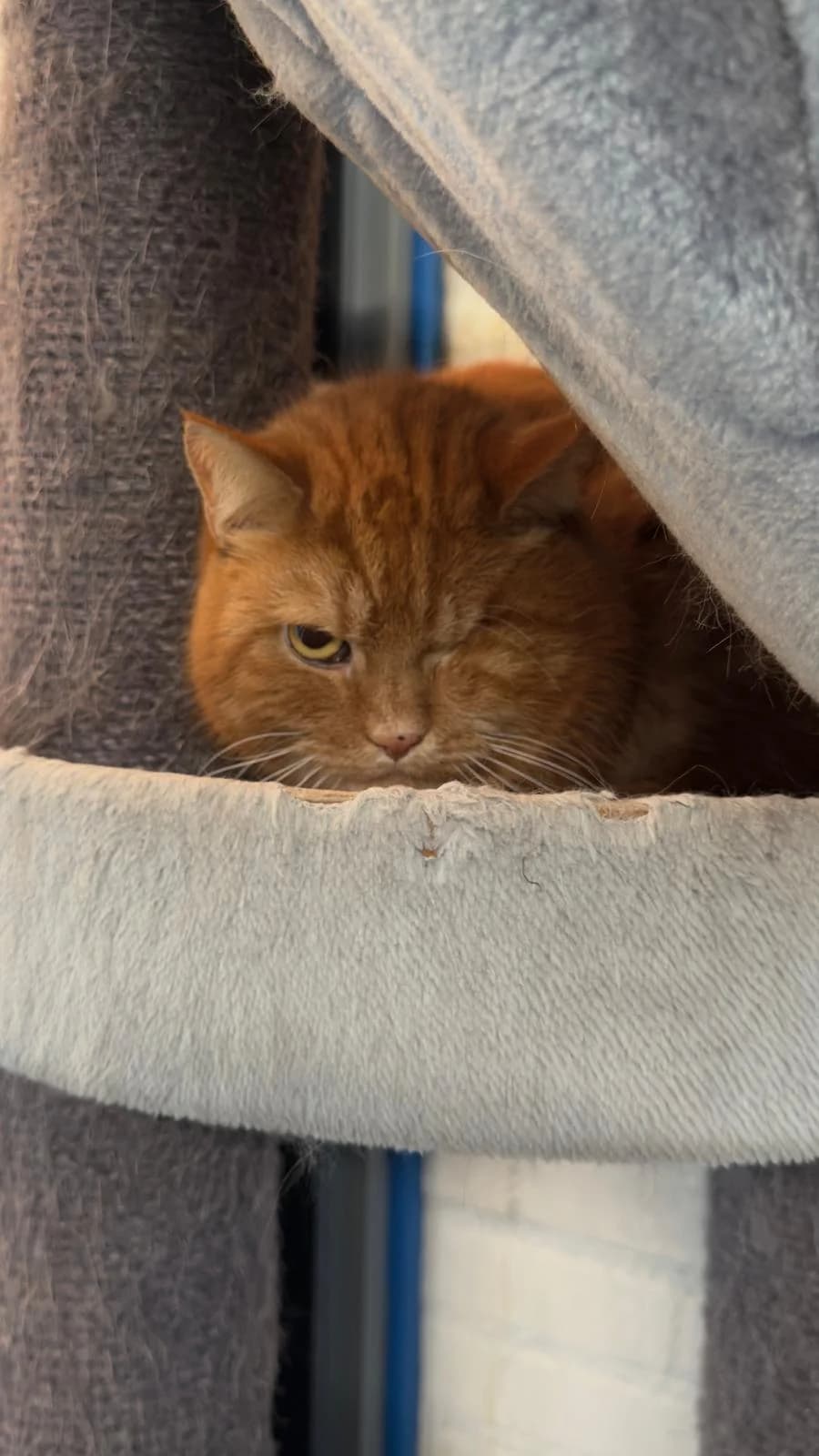Atlas, male senior European Shorthair for adoption at Dierentehuis Zeist, AA Austerlitz