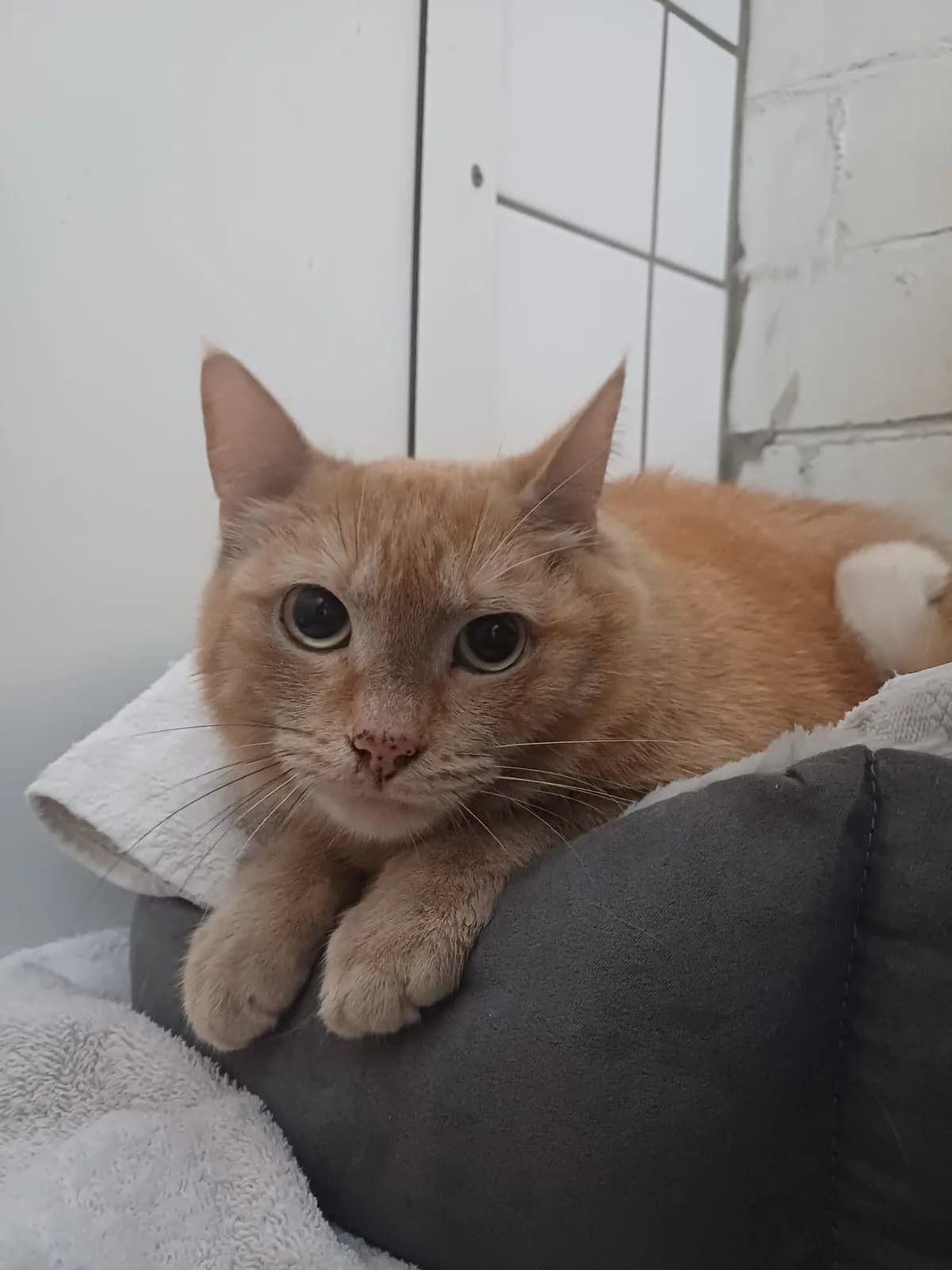 Bert en Ernie, male 4yo European Shorthair for adoption at Dierentehuis Zeist, AA Austerlitz