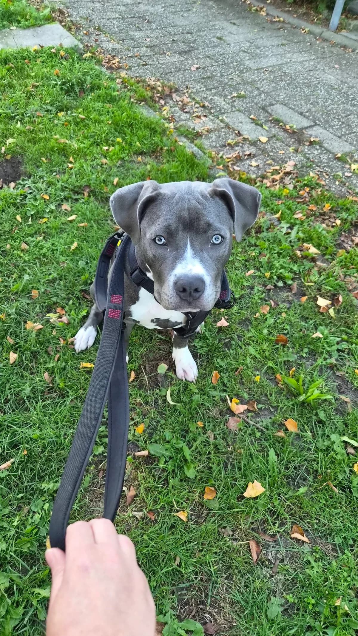 Bluey, female puppy Staffordshire Bull Terrier for adoption at Dierentehuis Zeist, AA Austerlitz