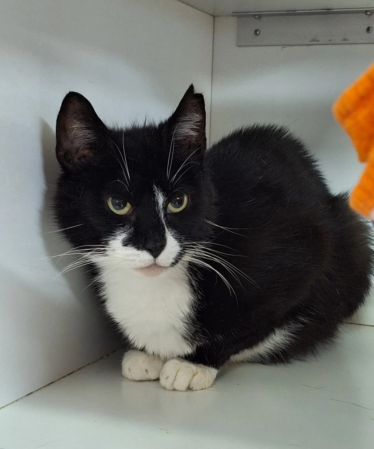 Cathaline, female 6yo European Shorthair for adoption at Dierentehuis Zeist, AA Austerlitz