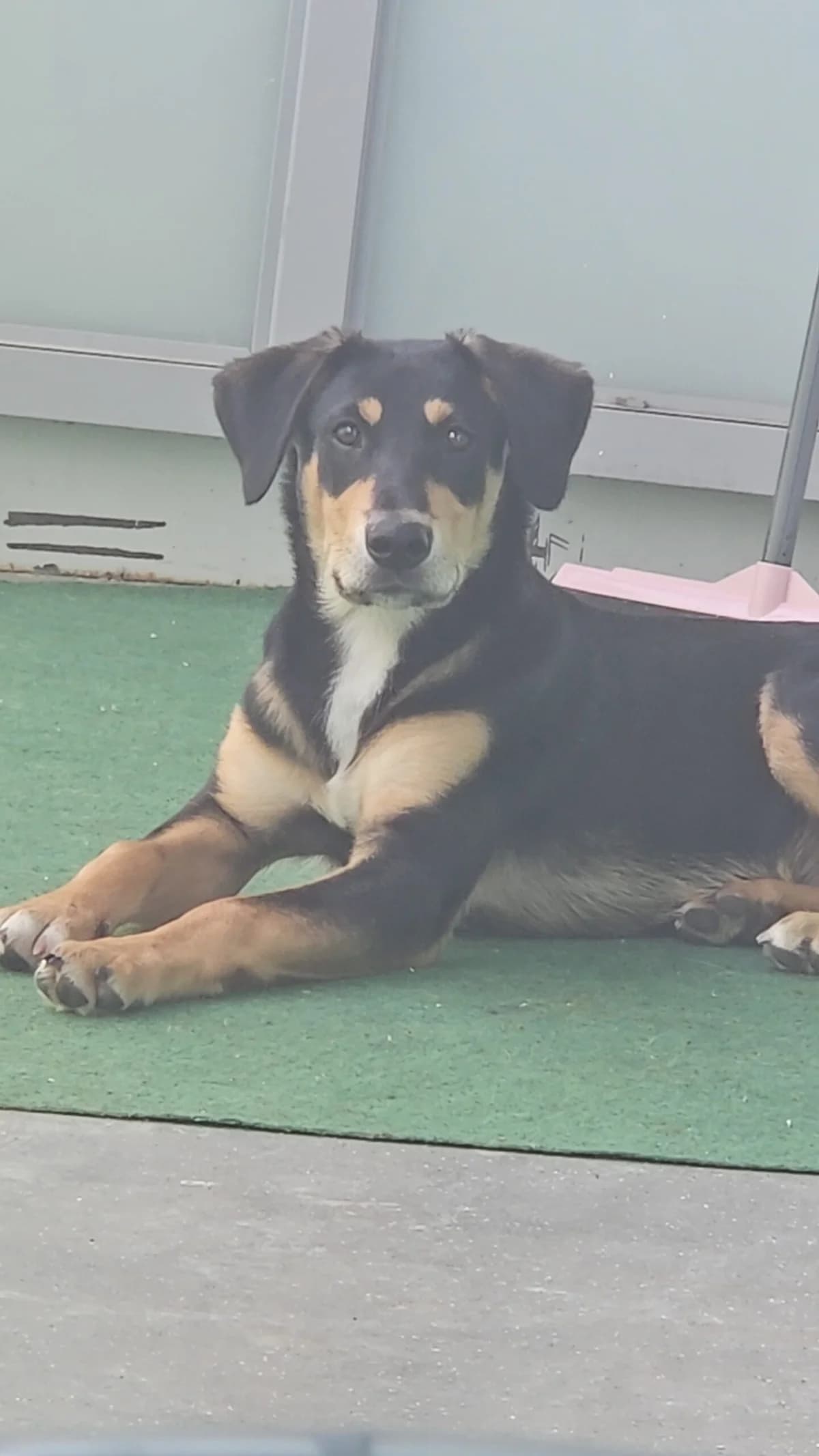 Chester – ter bemiddeling, male young mixed breed for adoption at Dierentehuis Zeist, AA Austerlitz