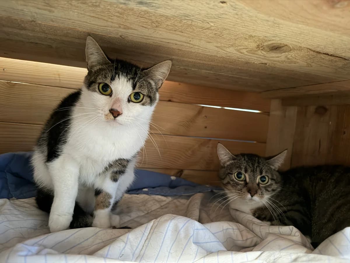 Dante en Evi, female young European Shorthair for adoption at Dierentehuis Zeist, AA Austerlitz