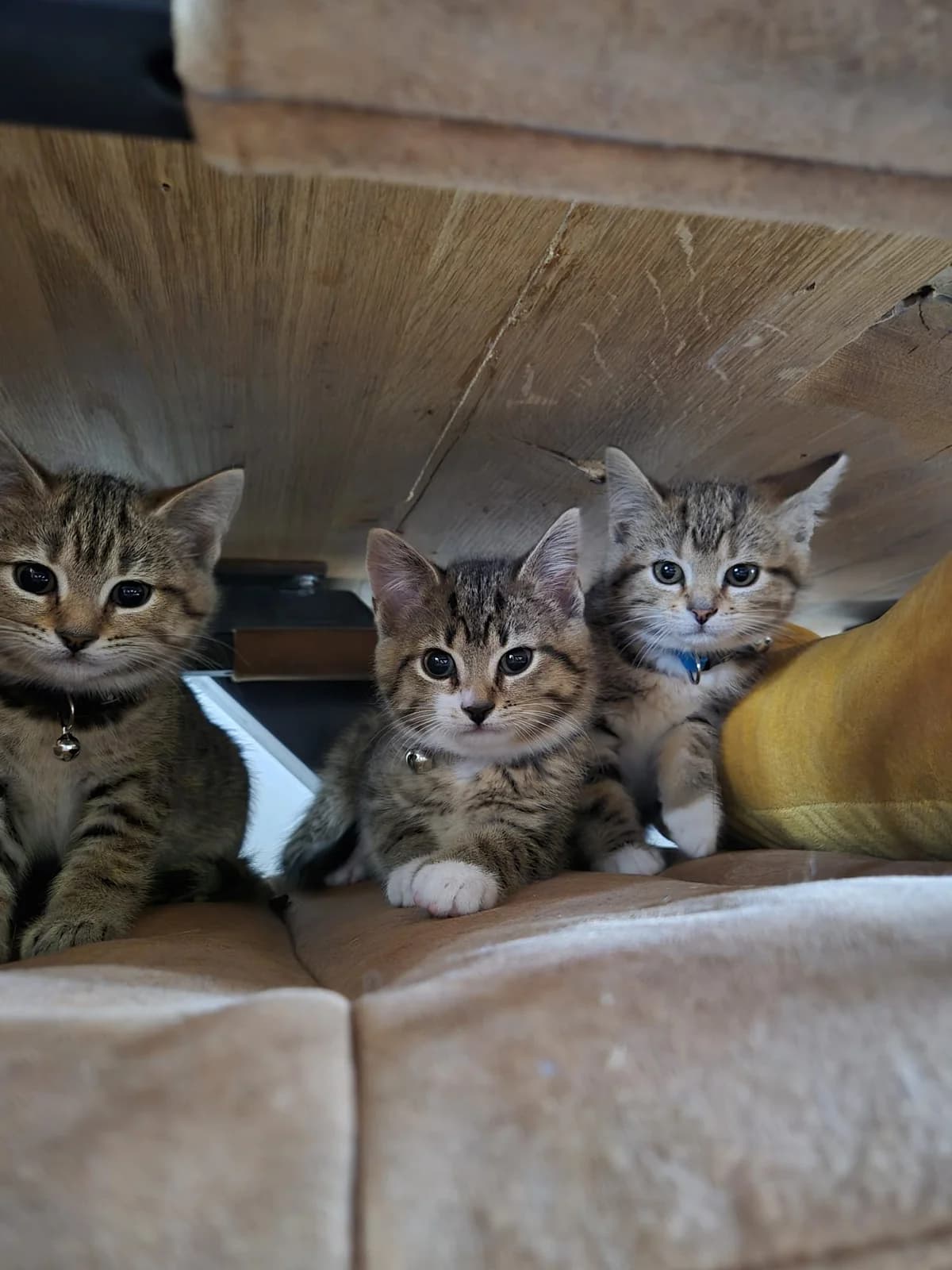 Freubel & Fruity zijn geadopteerd, female puppy European Shorthair for adoption at Dierentehuis Zeist, AA Austerlitz