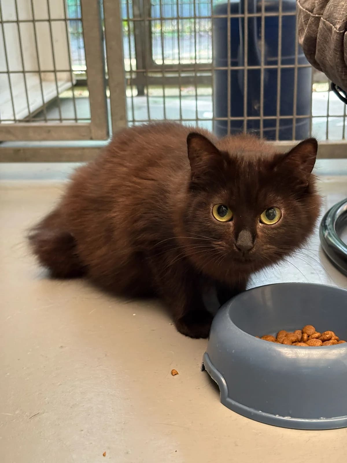 Heel veel lieve katten die met zijn tweeรซn een nieuw thuis zoeken, female young European Shorthair for adoption at Dierentehuis Zeist, AA Austerlitz