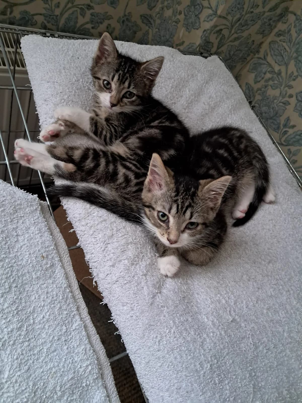 Herman en Hanneke, female puppy mixed breed for adoption at Dierentehuis Zeist, AA Austerlitz