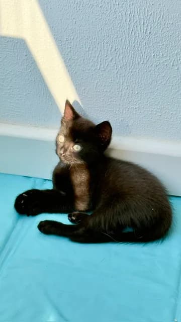 Ilva en Iggy, female puppy European Shorthair for adoption at Dierentehuis Zeist, AA Austerlitz