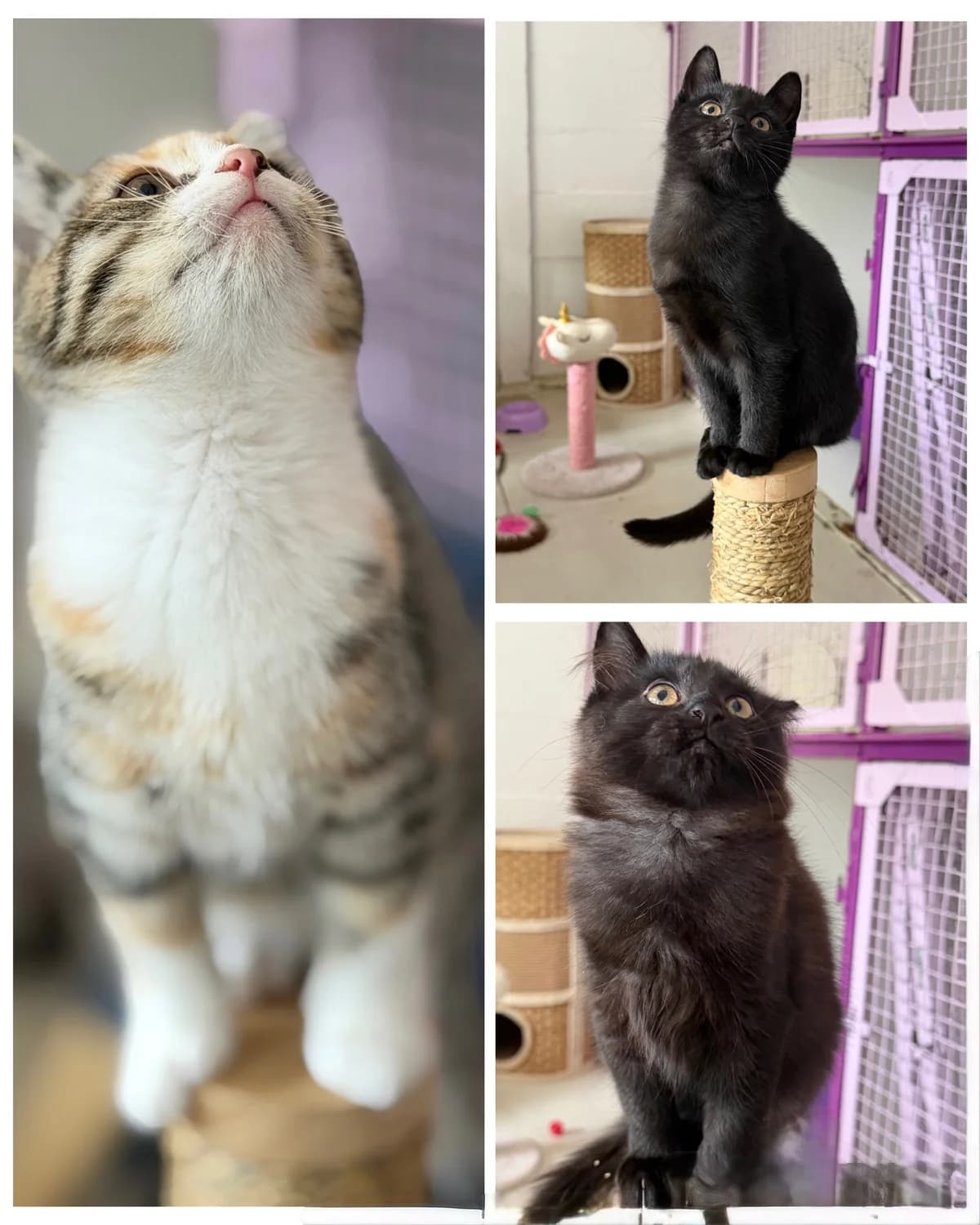Ilvy Imre en Immy, female puppy European Shorthair for adoption at Dierentehuis Zeist, AA Austerlitz