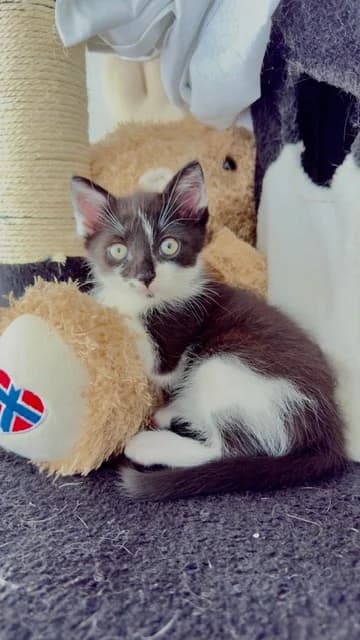 Imara en Ivory, female puppy European Shorthair for adoption at Dierentehuis Zeist, AA Austerlitz
