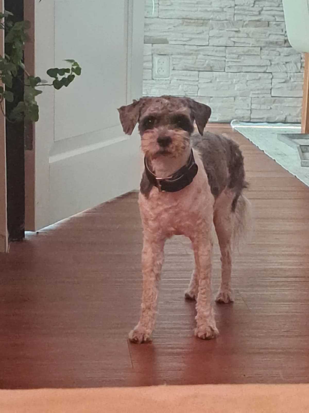 Jip, male 6yo Shih Tzu for adoption at Dierentehuis Zeist, AA Austerlitz