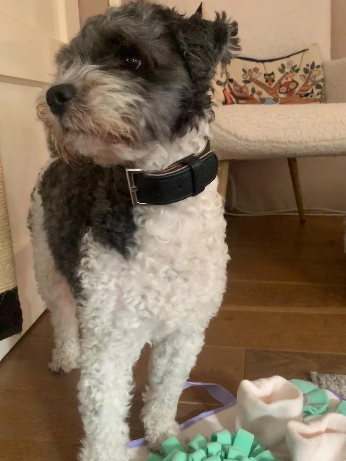 Jip, male 6yo Shih Tzu for adoption at Dierentehuis Zeist, AA Austerlitz