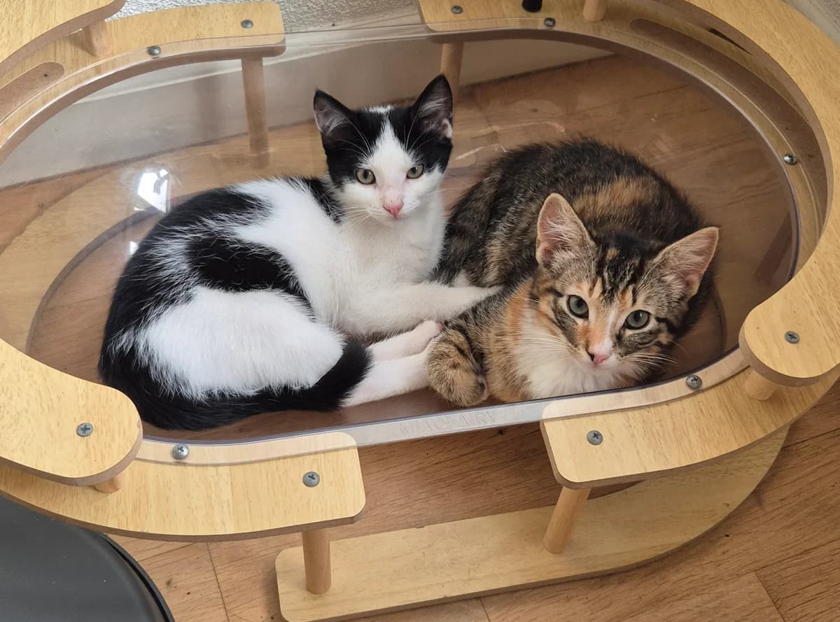 Jo-Jo en Jay, female puppy European Shorthair for adoption at Dierentehuis Zeist, AA Austerlitz