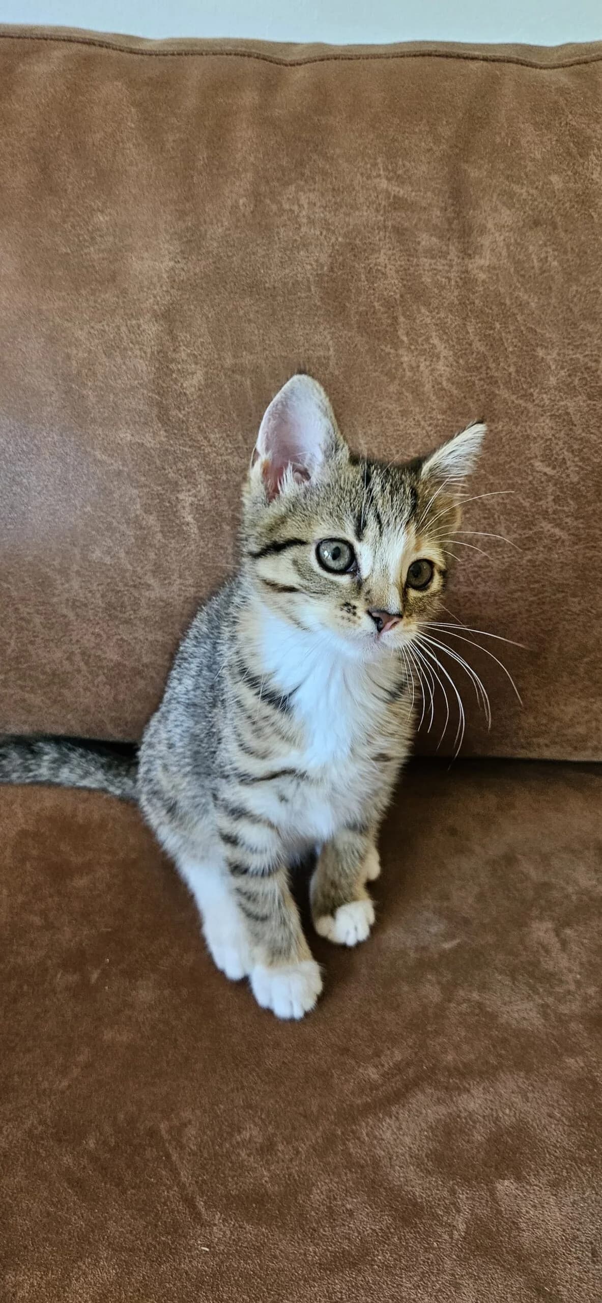 Julia en Jo-Anne, female puppy European Shorthair for adoption at Dierentehuis Zeist, AA Austerlitz