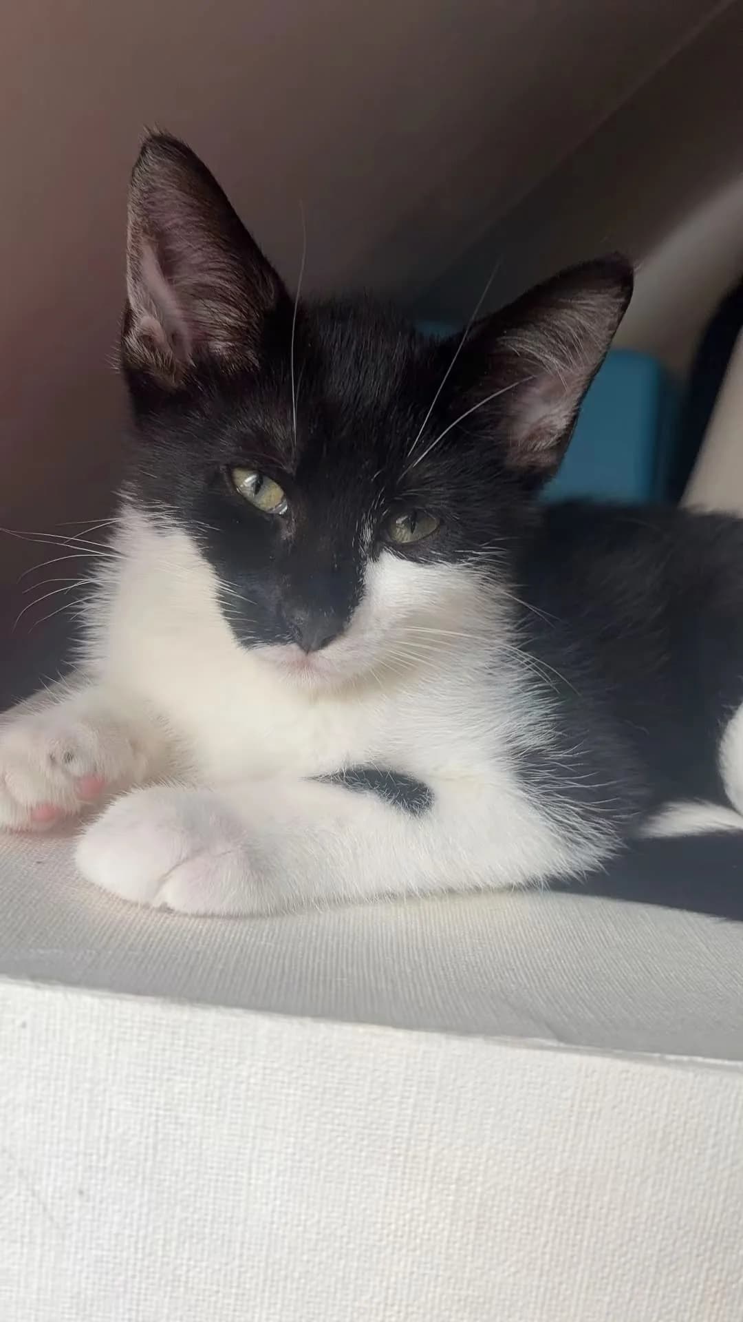 Kimmi en Rio, zwart female puppy European Shorthair for adoption at Dierentehuis Zeist, AA Austerlitz