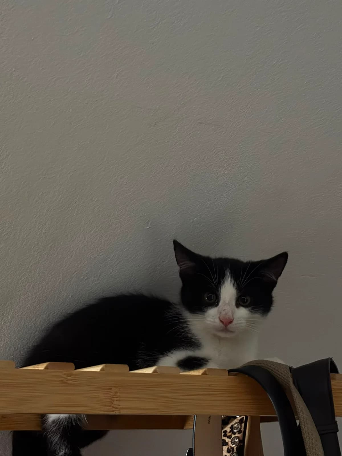 Kirby en Kendra, zwart female puppy European Shorthair for adoption at Dierentehuis Zeist, AA Austerlitz