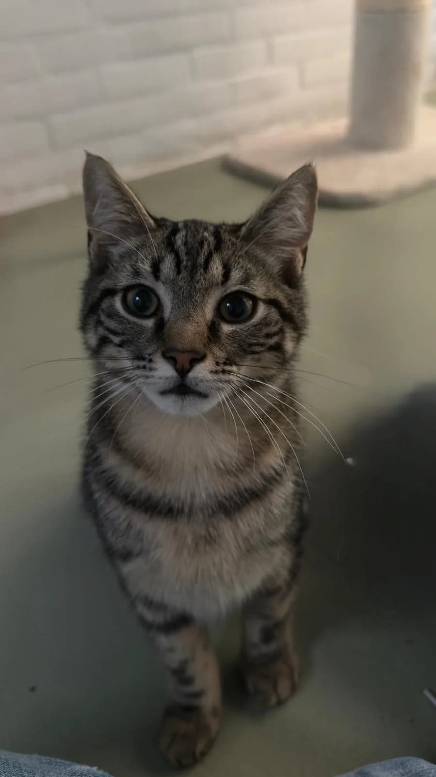 Marlin en Dory, female puppy European Shorthair for adoption at Dierentehuis Zeist, AA Austerlitz