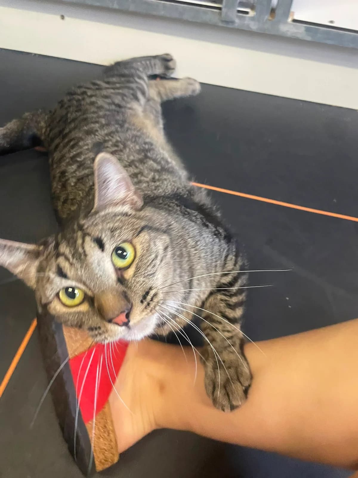Milky en Koos, male 6yo European Shorthair for adoption at Dierentehuis Zeist, AA Austerlitz