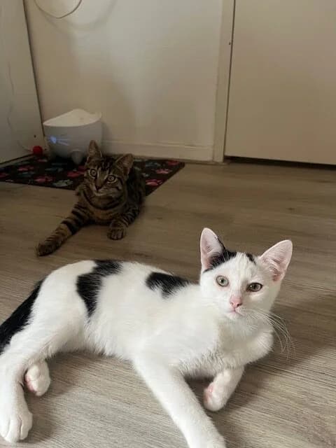 Miro en Magnus, female puppy European Shorthair for adoption at Dierentehuis Zeist, AA Austerlitz