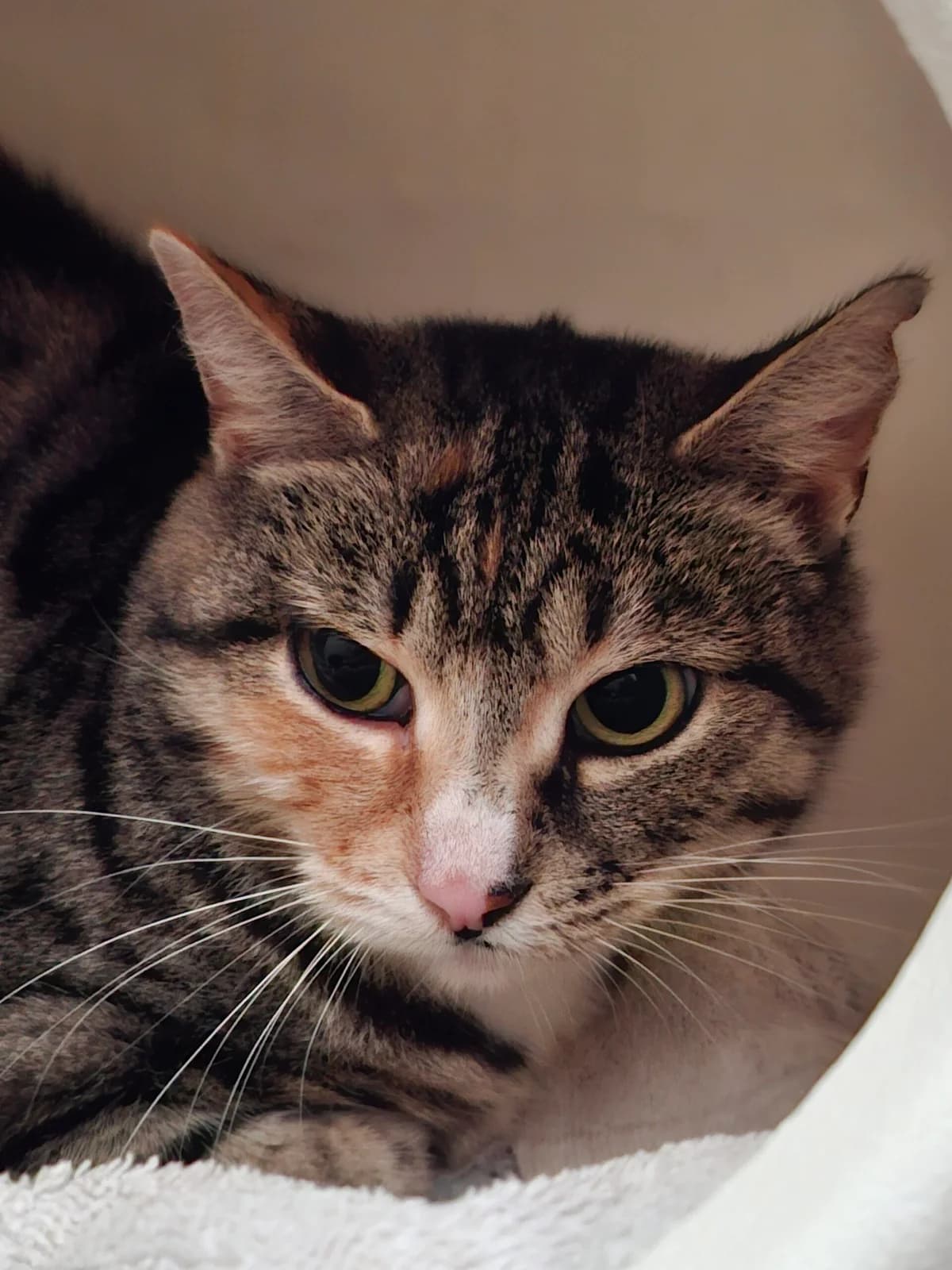 Mouse, female 6yo European Shorthair for adoption at Dierentehuis Zeist, AA Austerlitz