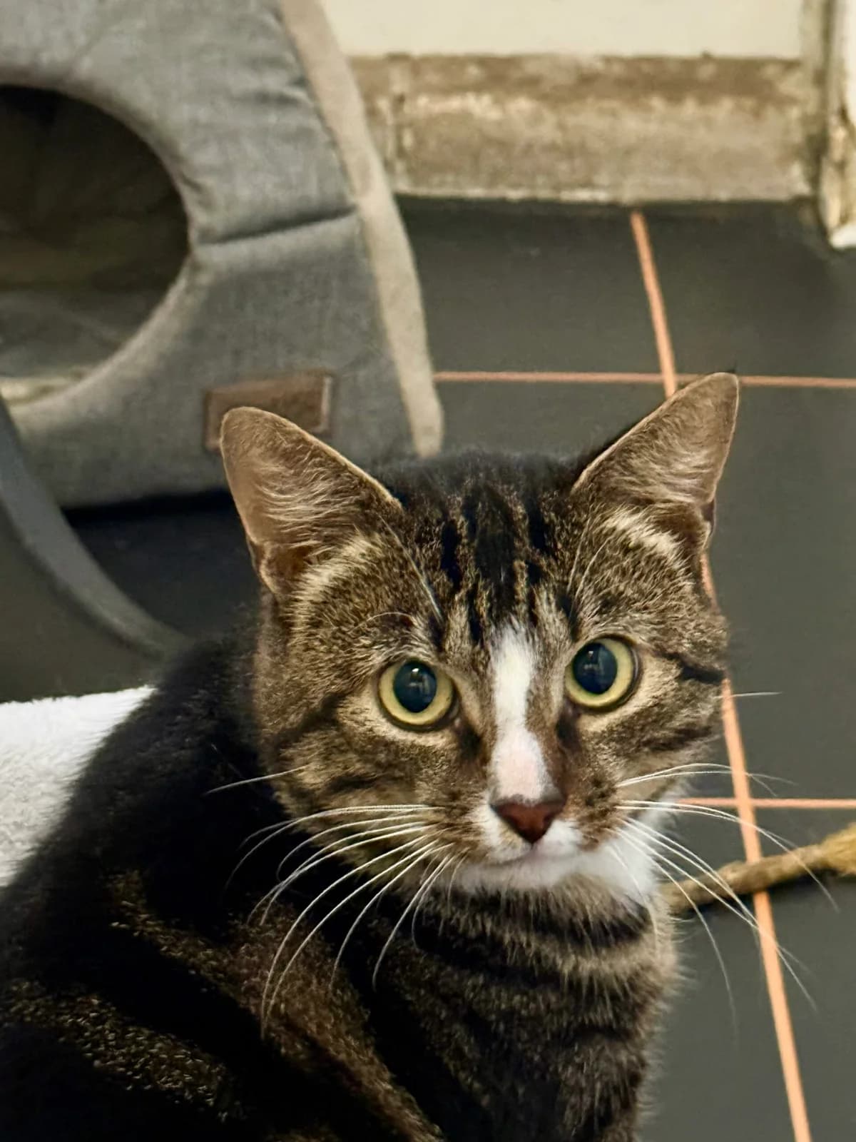 Nelis, male 3yo European Shorthair for adoption at Dierentehuis Zeist, AA Austerlitz