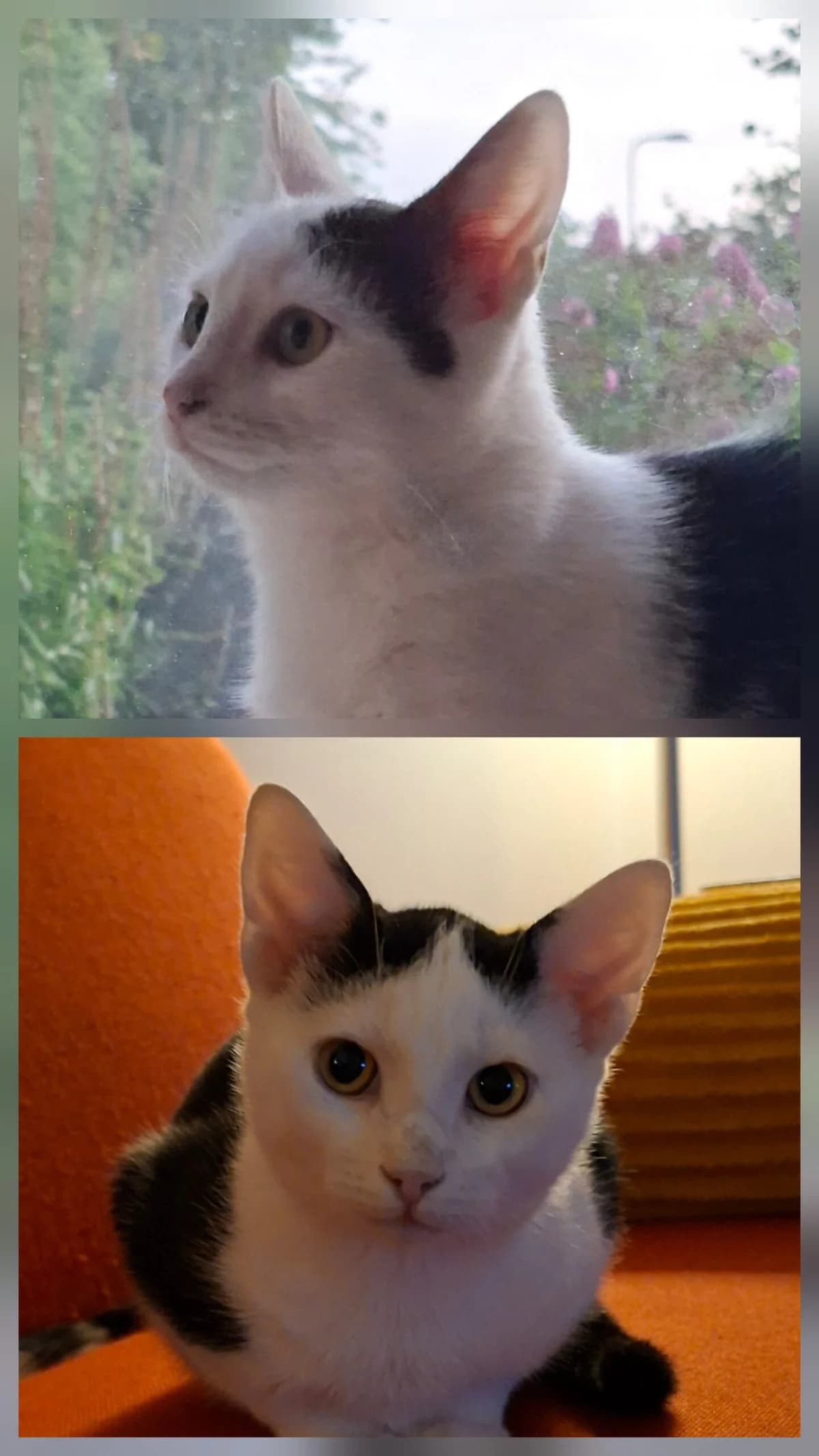 Okkie & Onna, female puppy European Shorthair for adoption at Dierentehuis Zeist, AA Austerlitz