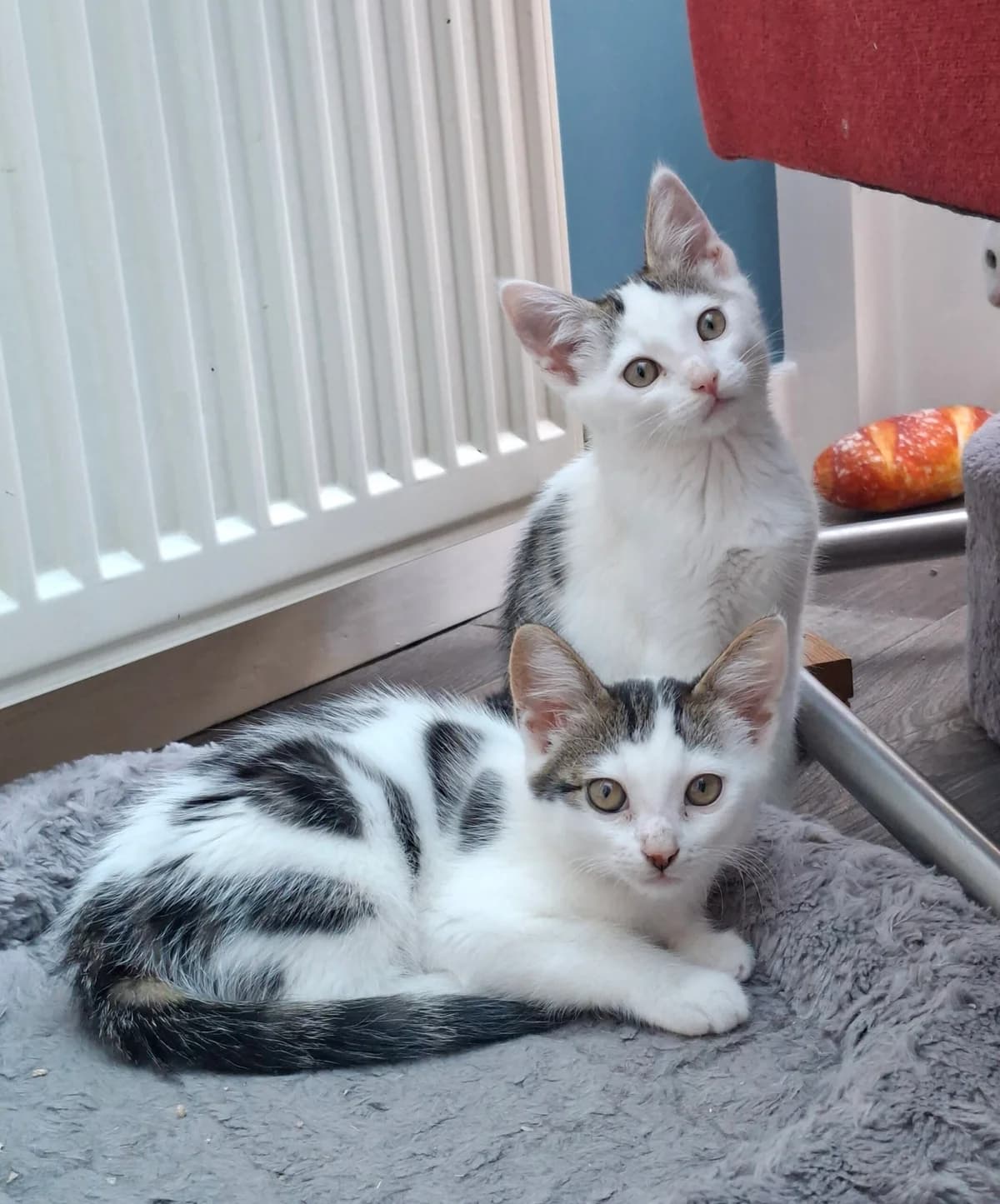 Onno en Olivia, female puppy European Shorthair for adoption at Dierentehuis Zeist, AA Austerlitz