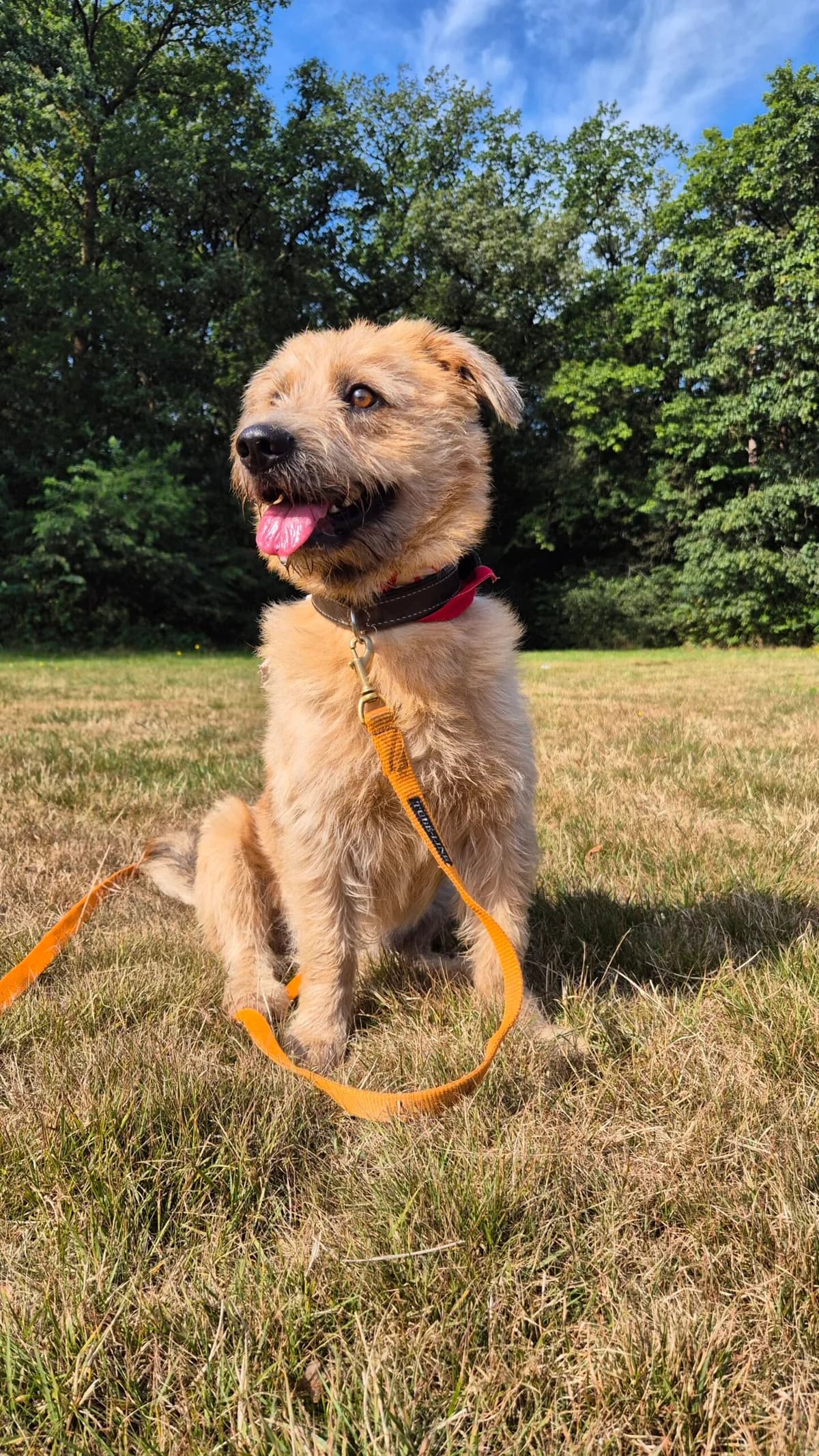 Shell, male 3yo mixed breed for adoption at Dierentehuis Zeist, AA Austerlitz