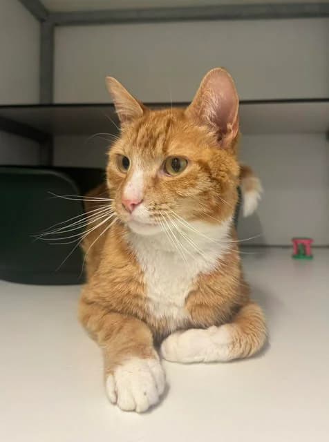 Simba en Garfield, male young mixed breed for adoption at Dierentehuis Zeist, AA Austerlitz